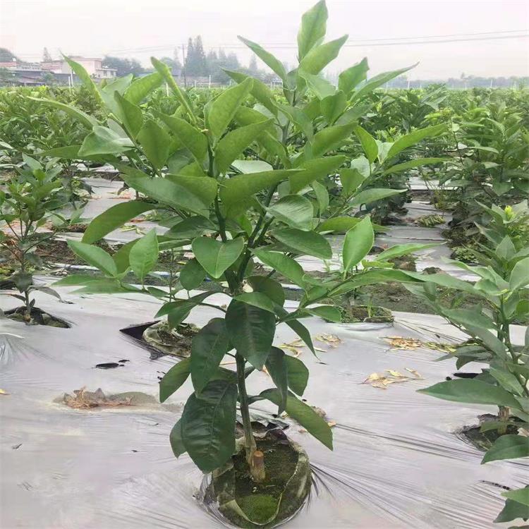 基地批发成都爱沙柑橘苗成活率高 成都明日见柑橘苗 价格优惠