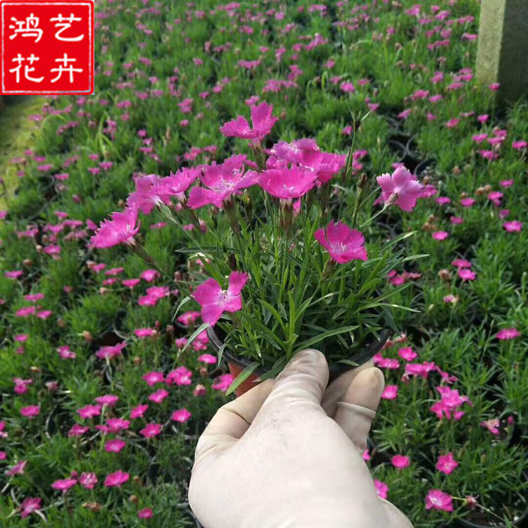 批发优质浓香型欧石竹 宿根新宠耐干旱耐低温传统草皮