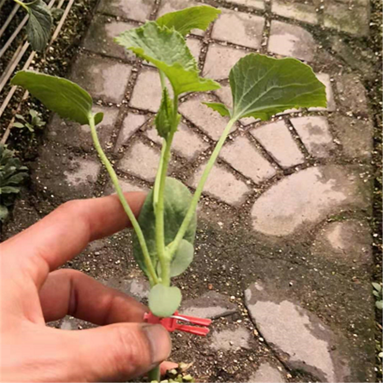 嫁接羊角蜜种苗 果型大羊角蜜种苗 结果率高颖霖羊角蜜苗