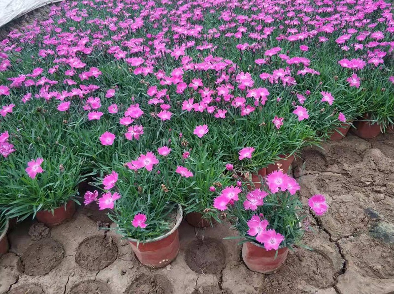 欧石竹 欧石竹价格 欧石竹种植基地 欧石竹批发