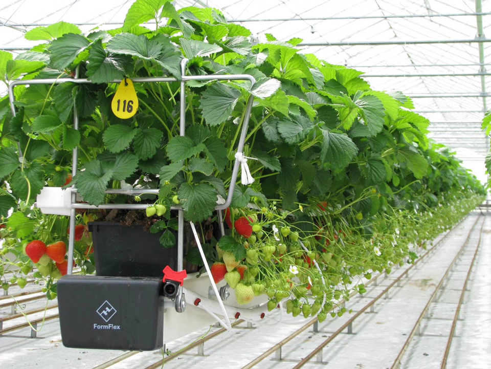 无土栽培应用 蔬菜栽培 药用植物栽培 花卉栽培 无土栽培技术