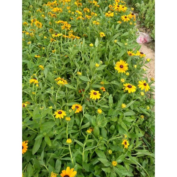 山东松果菊批发价格 松果菊小苗价格 松果菊-松果菊种子