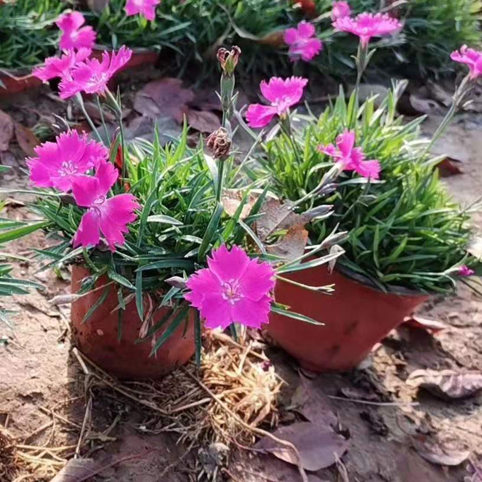 欧石竹批发价格 山东欧石竹种植基地 青州森木常年批发欧石竹