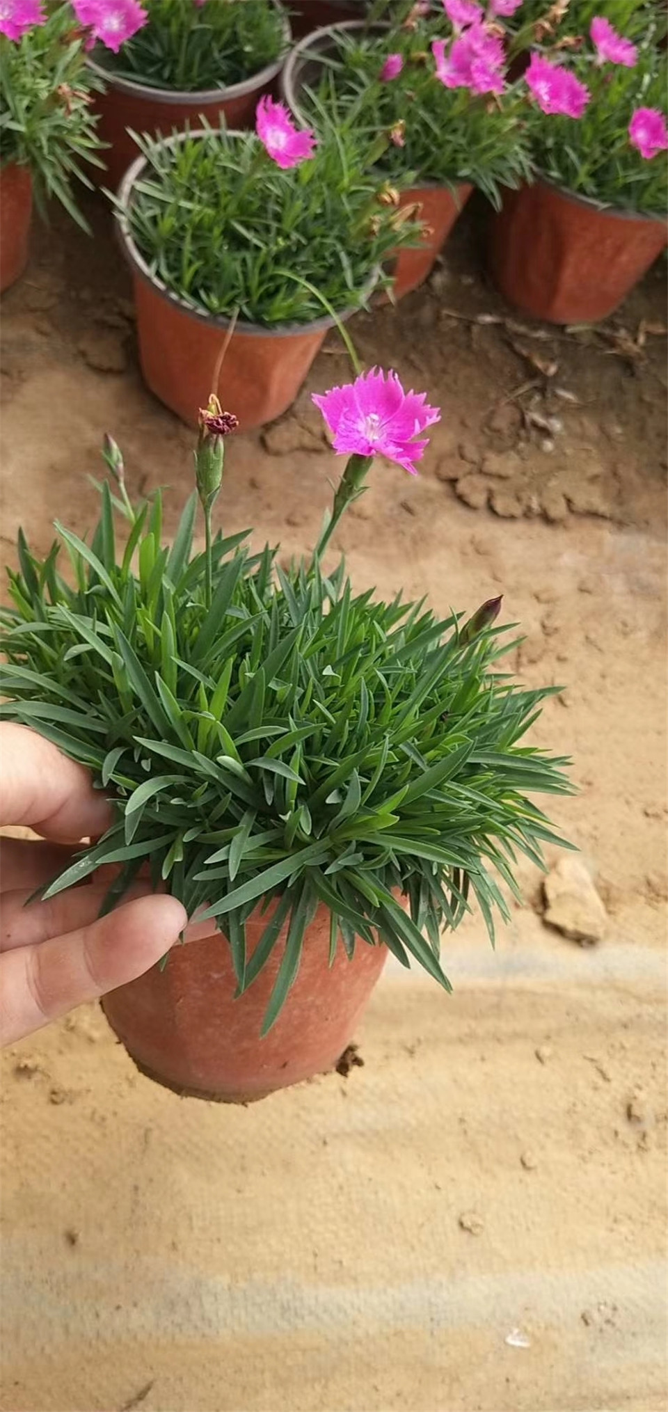 山东欧石竹供应 种植基地 欧石竹批发基地 鑫杰