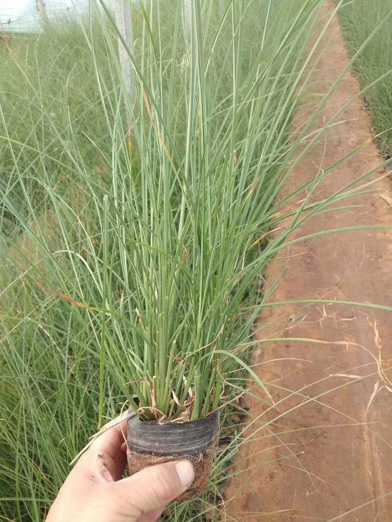 细叶芒供应商青州细叶芒批发价格细叶芒基地直销