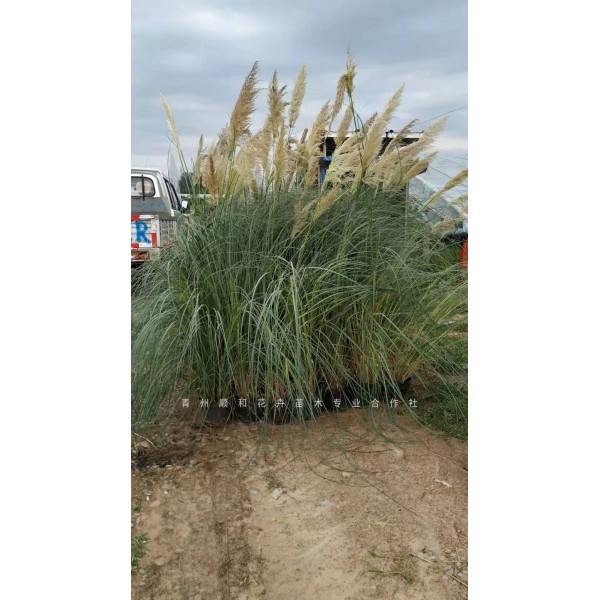 矮蒲苇 水生植物 观赏草花叶芦苇 矮蒲苇基地
