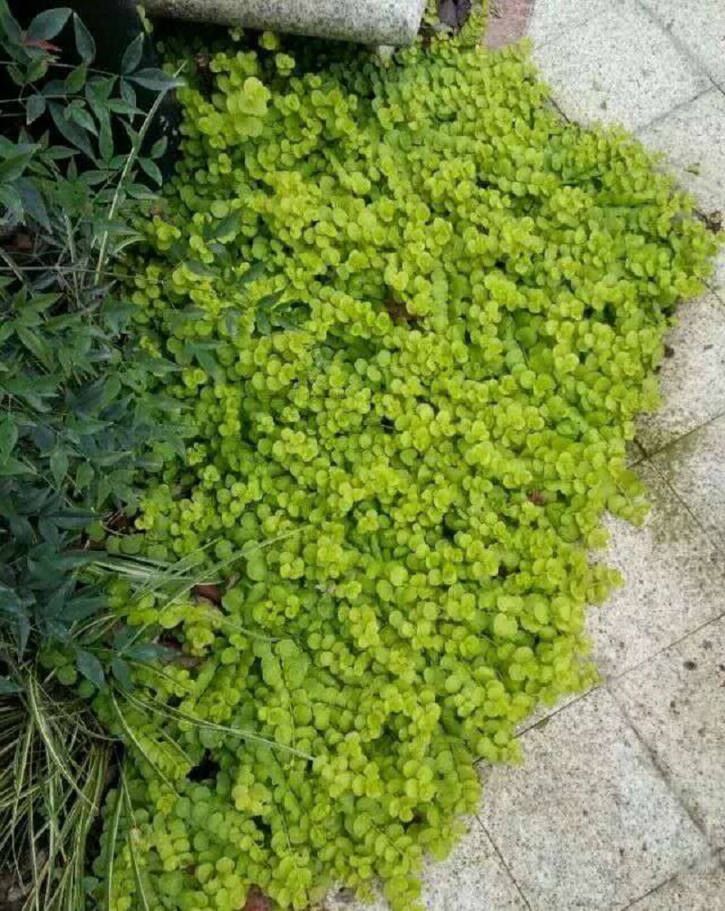 基地直销过路黄小苗金钱草真金草走游草铺地莲批发地被苗好生长