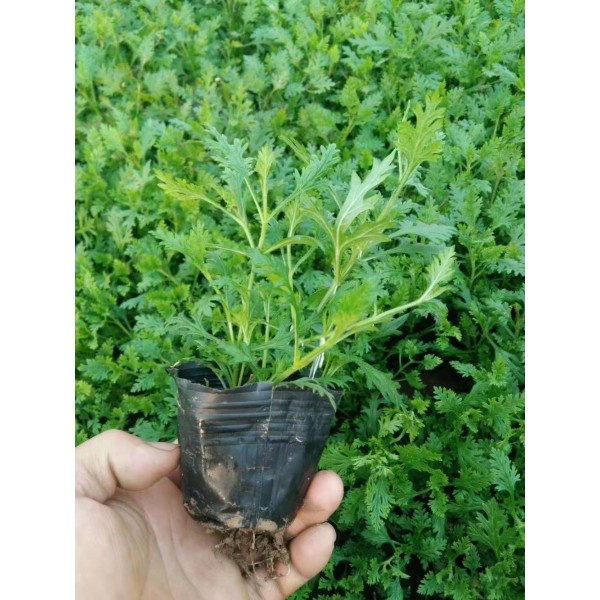 松果菊 松果菊小苗