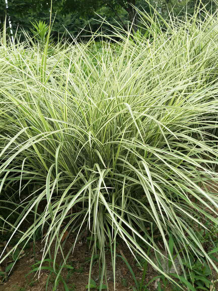 花叶芒价格青州观赏草量大价优