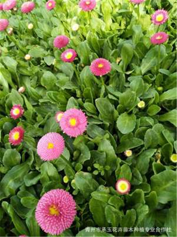 雏菊批发 四川雏菊 大量供应 雏菊杯苗