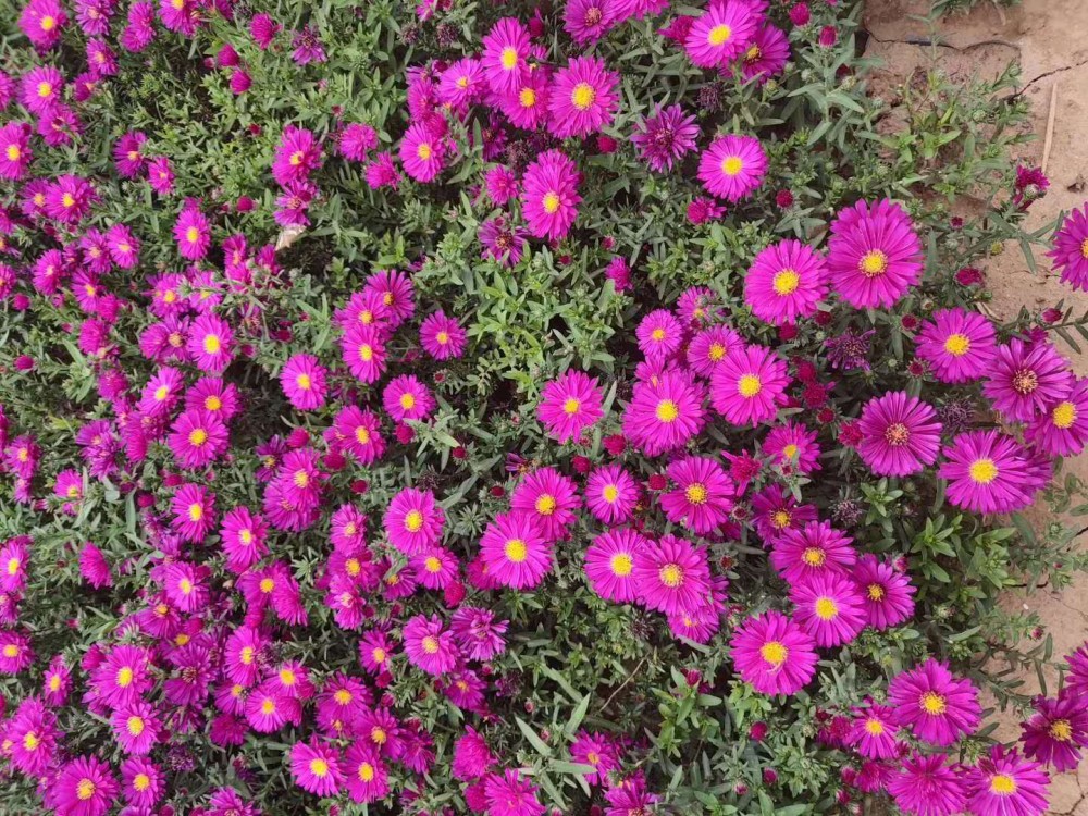 荷兰菊花海 荷兰菊基地 荷兰菊价格