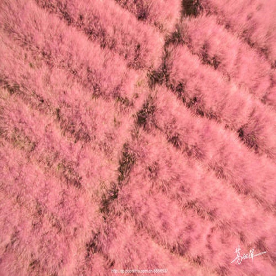 苗圃直供丛生粉黛乱子草供应商批发价格
