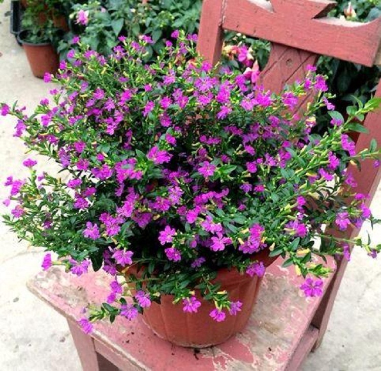 精品满天星盆栽花苗 办公室内阳台四季开花绿植 花卉植物满天星带花