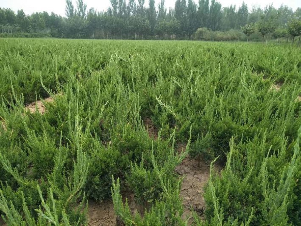 基地直销小龙柏小龙柏批发价格质量保障