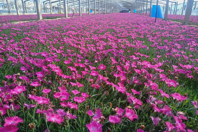 青州翠博花卉苗木有限公司 花海花卉 欧石竹 欧石竹价格 欧石竹批发欧