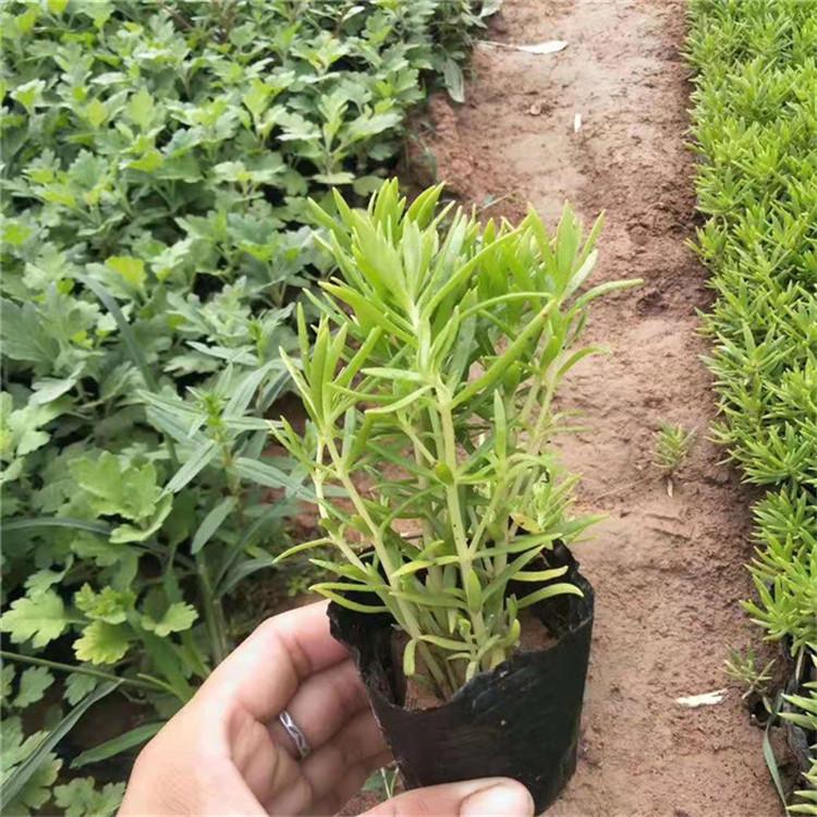 屋顶绿化金叶佛甲草 临朐金叶佛甲草苗子 优惠多