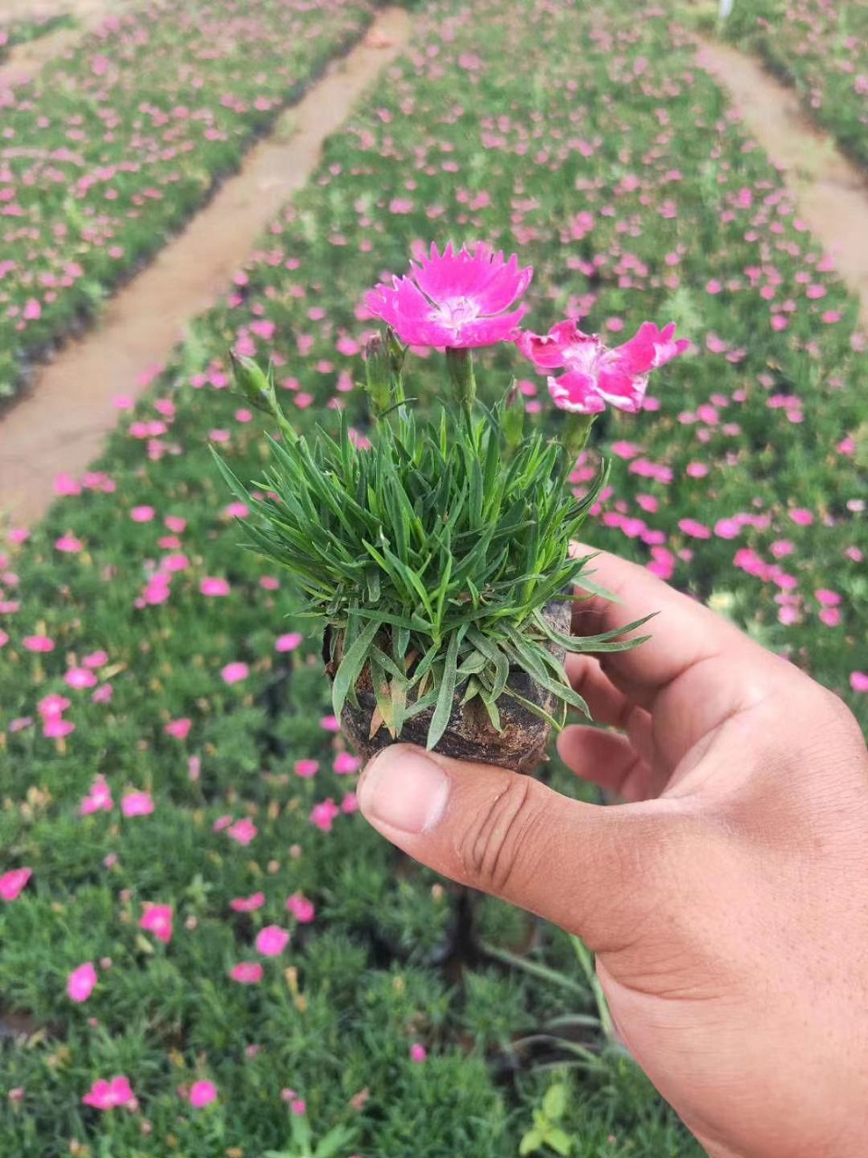 欧石竹价格 ###欧石竹 欧石竹种植基地 欧石竹小苗