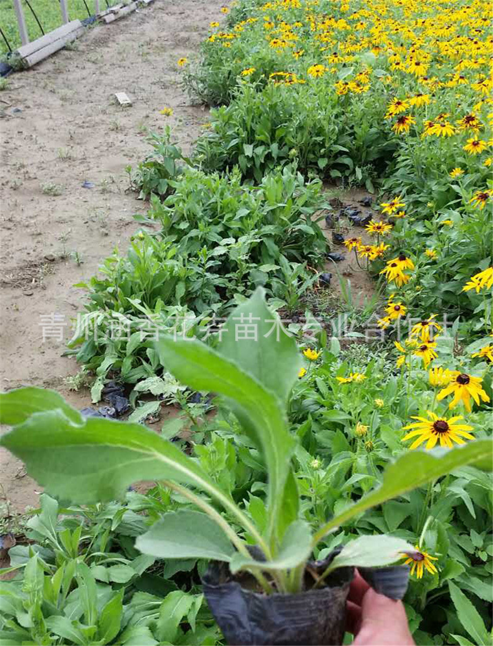 山东黑心菊行情苗圃基地批发耐寒黑心菊黑心菊行情