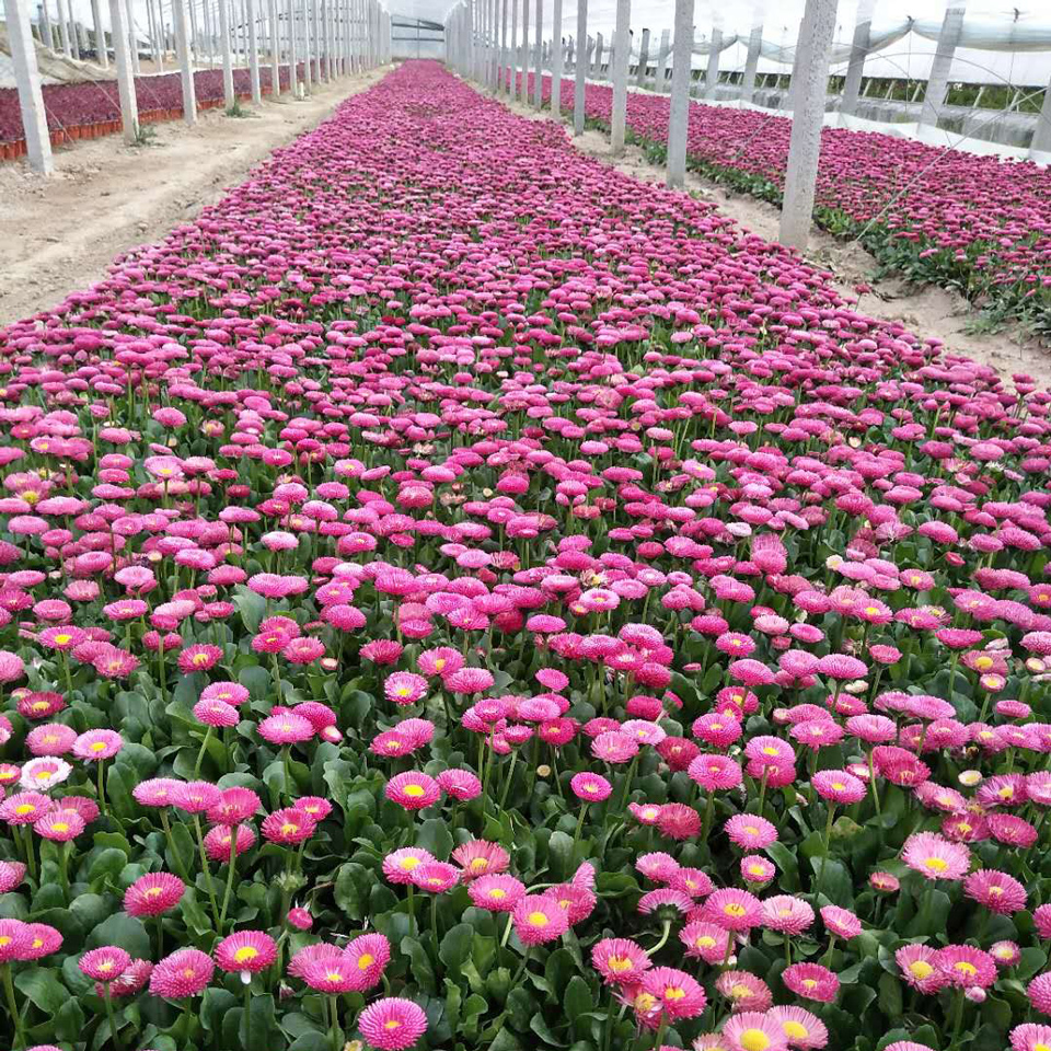 雏菊苗 雏菊苗销售 浙江雏菊苗
