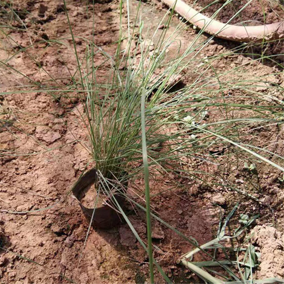 宿根草花种植基地价格从优粉黛乱子草花海用苗销售粉黛乱子草