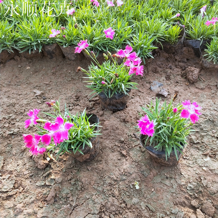 欧石竹 欧石竹价格 草坪欧石竹 欧石竹穴盘苗 基地大量供应欧石竹