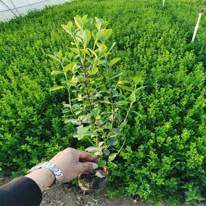 卫矛种植方法卫矛供货商卫矛图片山东卫矛报价表