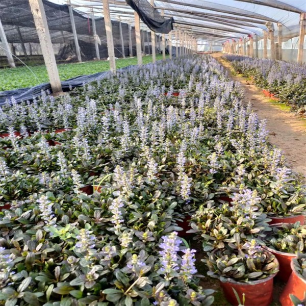 多花筋骨草基地青州多花筋骨草报价花坛花境湿地绿化专用多花筋骨草