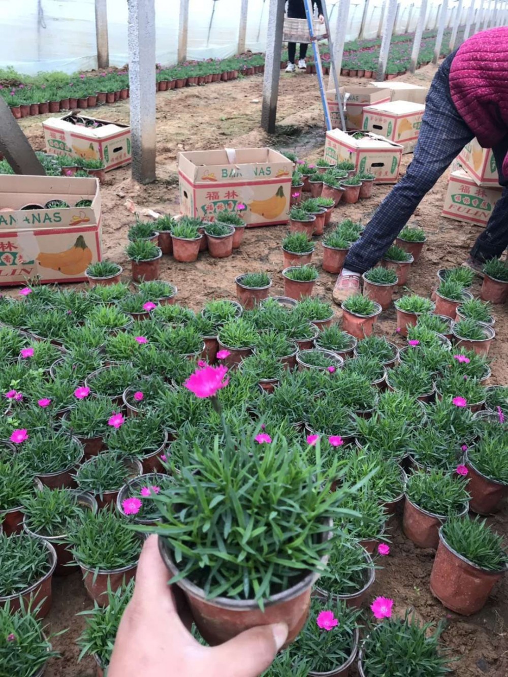欧石竹供应欧石竹小苗欧石竹价格欧石竹种植基地欧石竹报价欧石竹批发