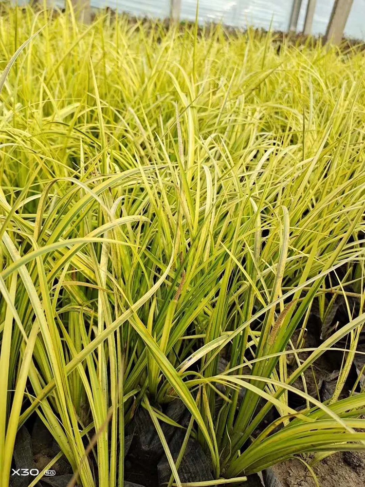 大量种植金叶石菖蒲_金叶石菖蒲基地直销价格多少钱