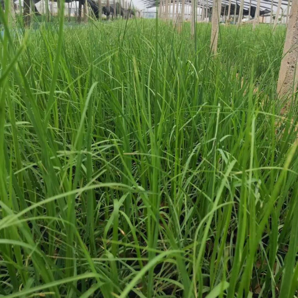 矮蒲苇 青州矮蒲苇基地 矮蒲苇小苗 矮蒲苇种植基地