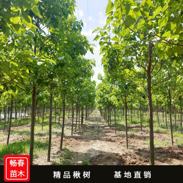 16公分楸树批发 金丝速生楸树种植基地 规格齐全 欢迎