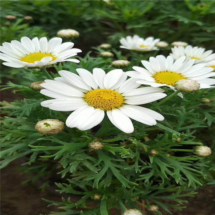 批发供应茼蒿菊种子木春菊木茼蒿花大小苗白色玛格丽特种植基地