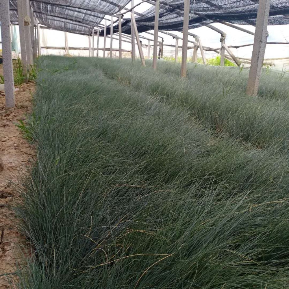 蓝羊茅价格价格从优蓝羊茅常绿草花价格