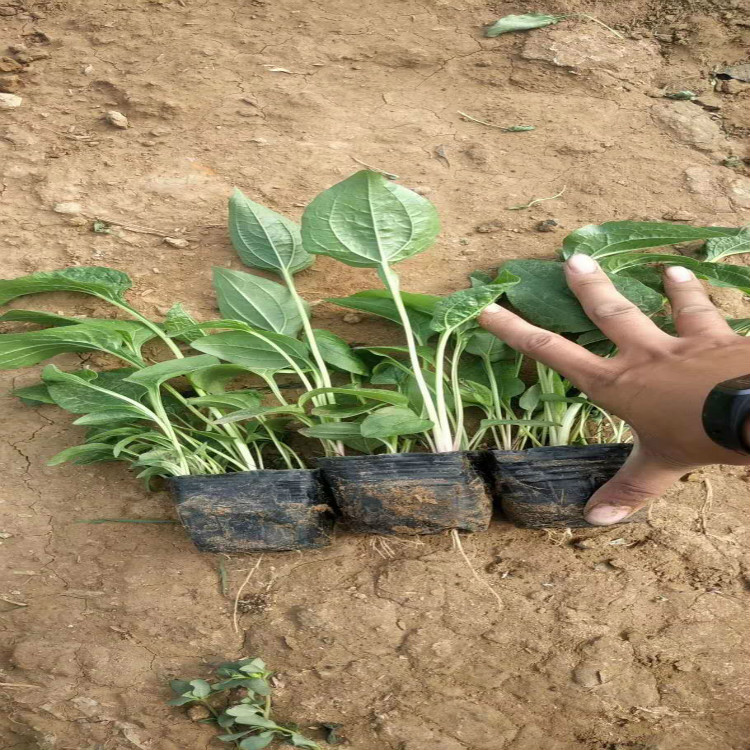 松果菊供货商 松果菊大量供应报价