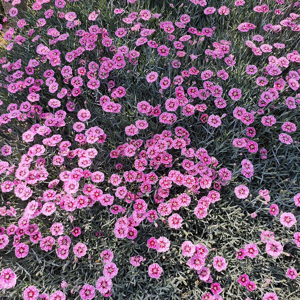 基地批发欧石竹欧石竹花海苗