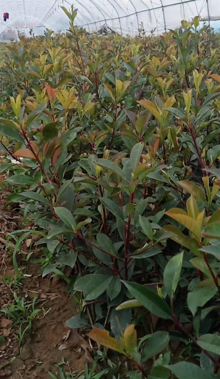 绿篱用红叶石楠红叶石楠价格红叶石楠小苗基地